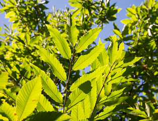Obraz premium plant leaf of chestnut tree