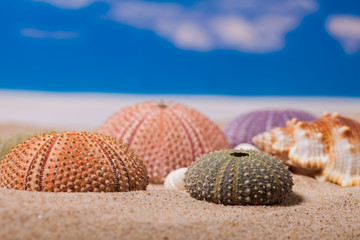Sea Hedgehog shells on  sand and blue sky Background