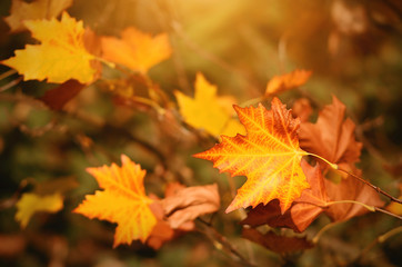 Naklejka na ściany i meble Colorful maple leaves in autumn
