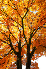 Old maple.