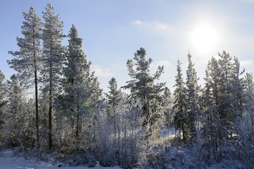 Scenic winter forest landscape in the north of Russia