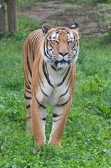 Tiger in the grass