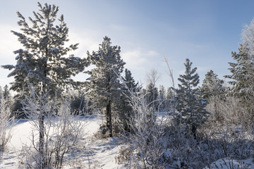 Scenic winter forest landscape in the north of Russia