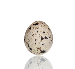 Standing Quail Egg