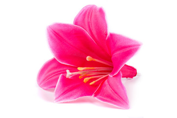 Pink Lily on white background