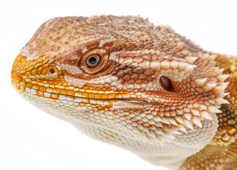 Bearded dragon - Pogona vitticeps on a white background