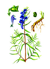 Scutellaria. Botany