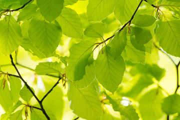 Green leaves in spring