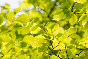 Green leaves in spring
