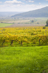 beautiful autumn vineyard landscape