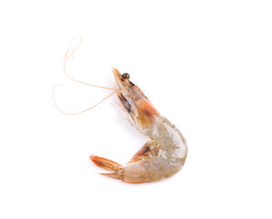 Fresh Shrimp on white