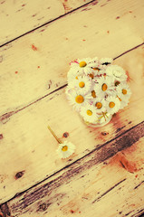 camomile flowers