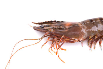 Fresh Shrimp on white