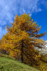 Fototapeta premium Autunno in montagna