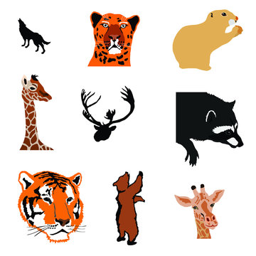 marmot,giraffe,caribou,raccoon,tiger,bear,giraffe,bear cub