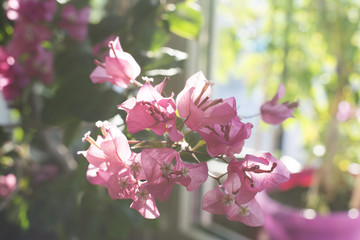 Bougainvillea tree in blossom with pink flowers