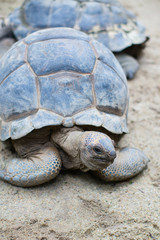 Closeup of turtle in natural environment