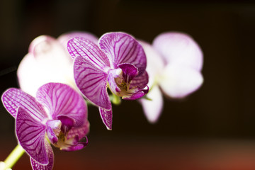 Naklejka na ściany i meble Pink orchids