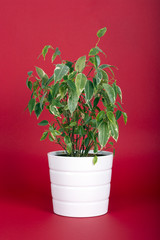 Ficus Benjamin Plant on Red Background