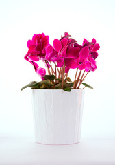 Cyclamen Plant on White Background