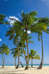 Fototapeta na wymiar Exotic coast of the Caribbean Islands with exotic palm trees