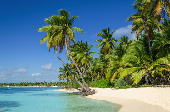 Exotic coast of the Dominican Republic with exotic palm trees