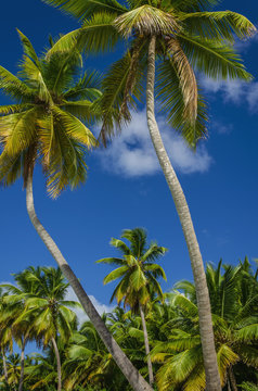 Exotic coast of the Dominican Republic with exotic palm trees