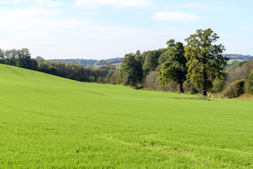Field of green grass and trees.