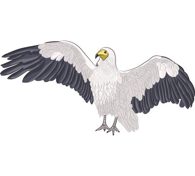 vector vulture