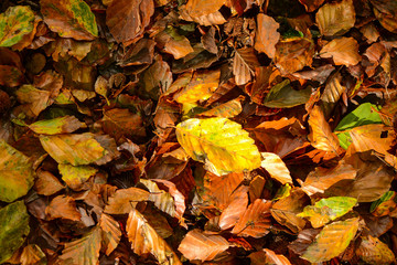 Fall leaves background