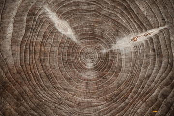 Naklejka premium View over cut piece of timber