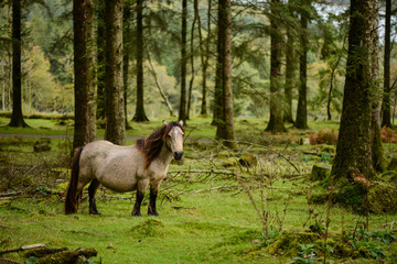 Obraz premium Wild pony in autumn forest