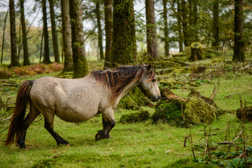 Wild pony in autumn forest