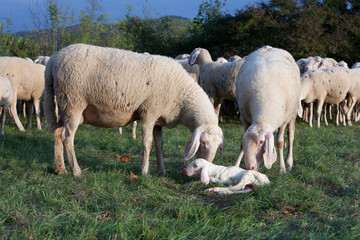 Fototapeta premium welcome little lamb born just now