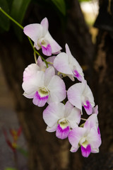 White orchids with purple stems hanging trees as a backdrop.