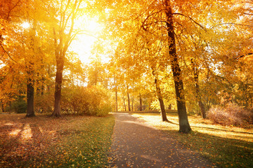 Fototapeta premium Autumn landscape