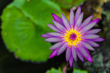 Above the purple lotus blossom with green leaves on blurred.