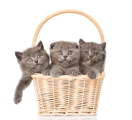 Fototapeta na wymiar group kittens in basket looking at camera. isolated on white bac