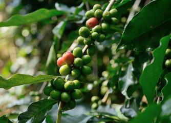 coffee  tree