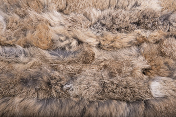 Close up of beautiful animal fur (background, wallpaper)