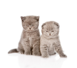 two baby kittens in front. isolated on white background
