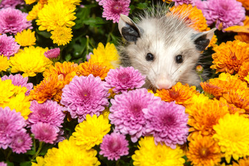 Baby Opossum © ondreicka