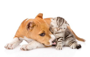 stafford puppy kissing little tabby kitten. isolated on white ba