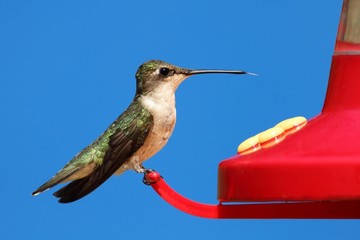 Ruby-throated Hummingbird