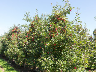 Apple Orchard