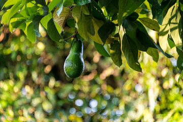 Avocado in a tree