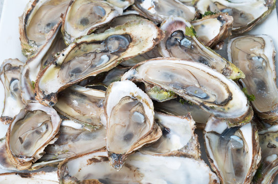 Raw oysters bed