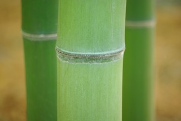 青竹