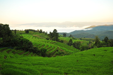 Obraz premium Rice Terraced Fields at Sunrise