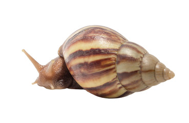 Snail isolated on white background.